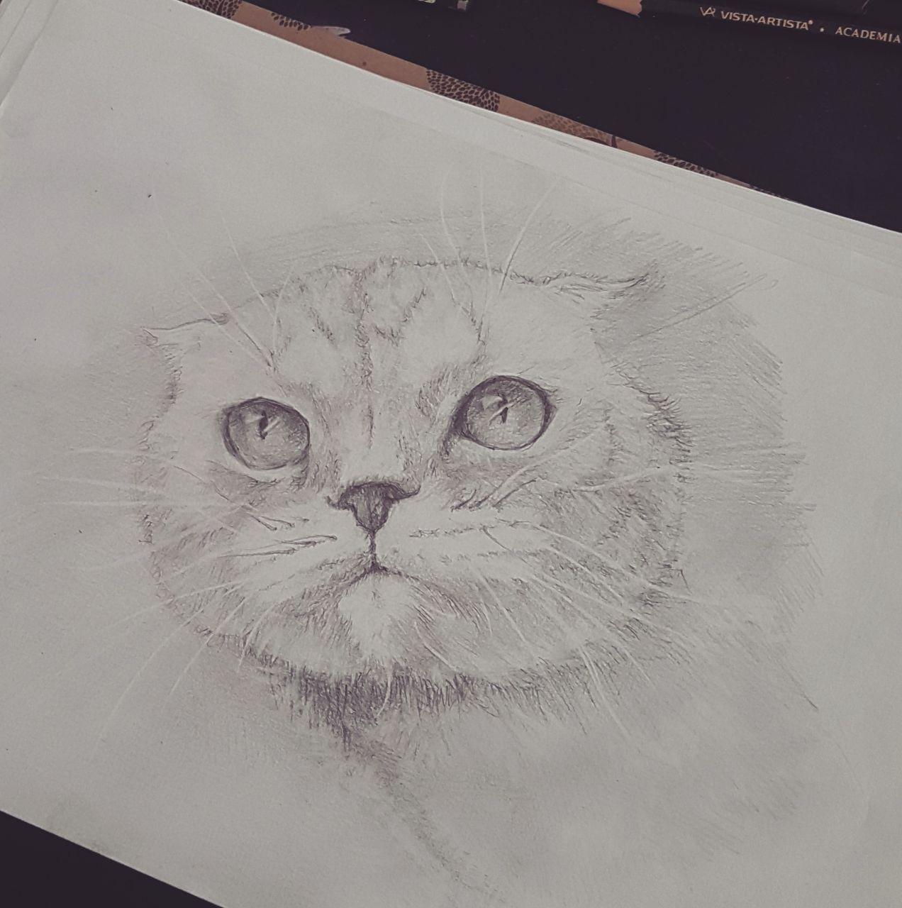 Недовольный кот рисунок карандашом