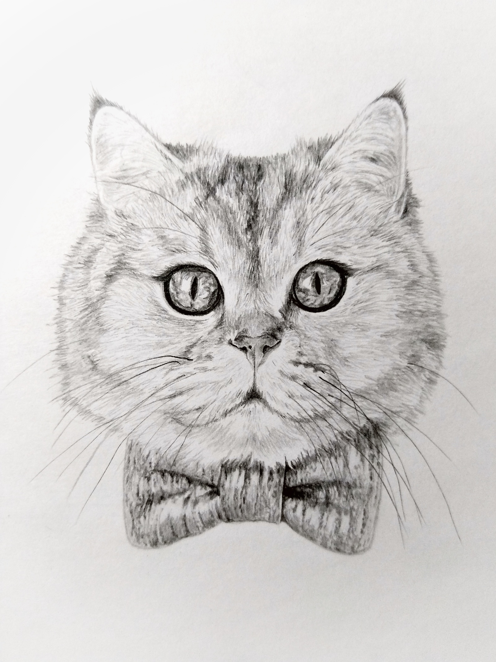 Кошка карандашом