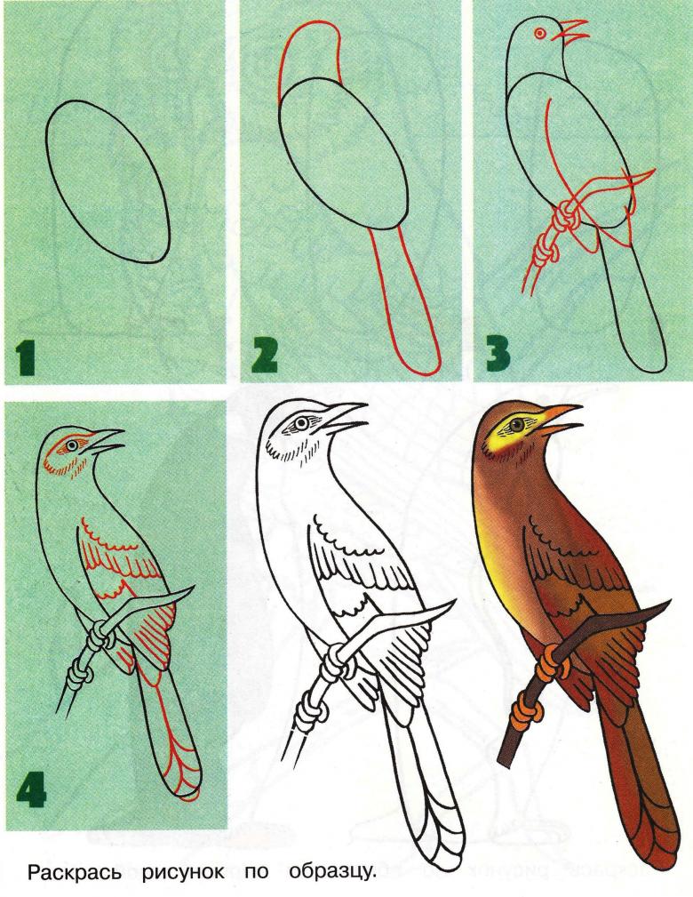 Рисунок птички карандашом для срисовки