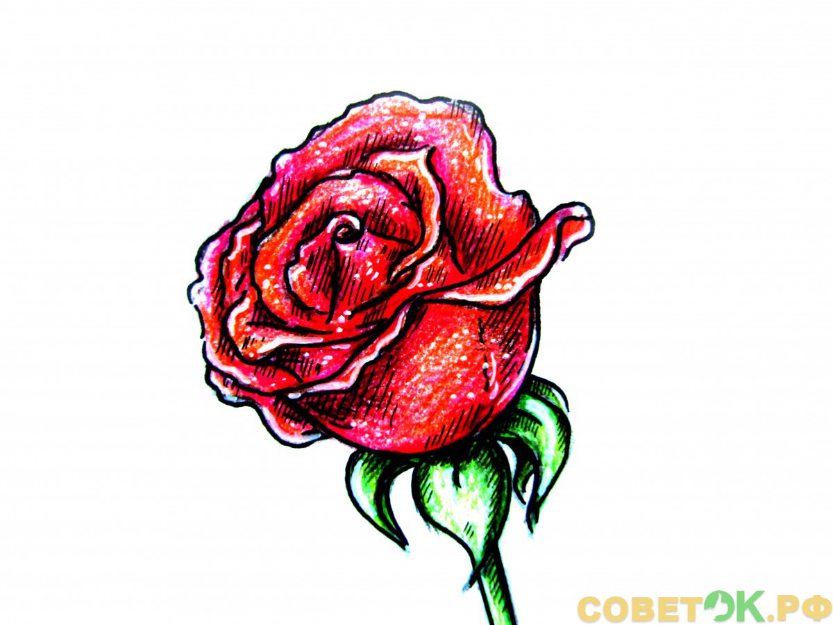 Рисунки роз для гравировки