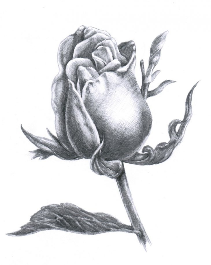 Засохшая роза рисунок
