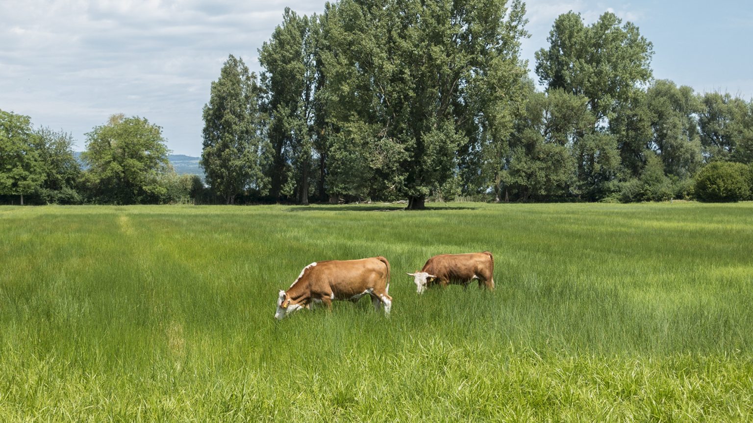 Фото животных в природе летом