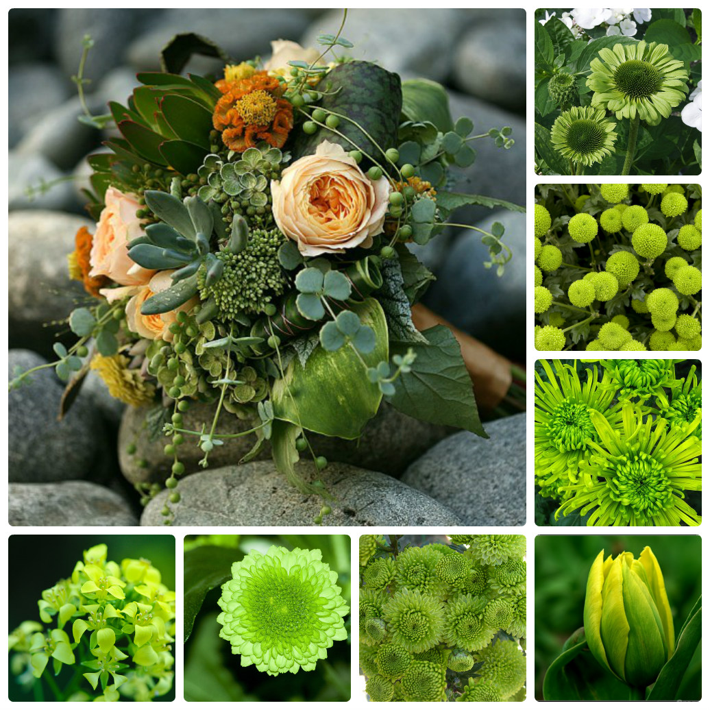 Цветы Зеленого Цвета В Природе