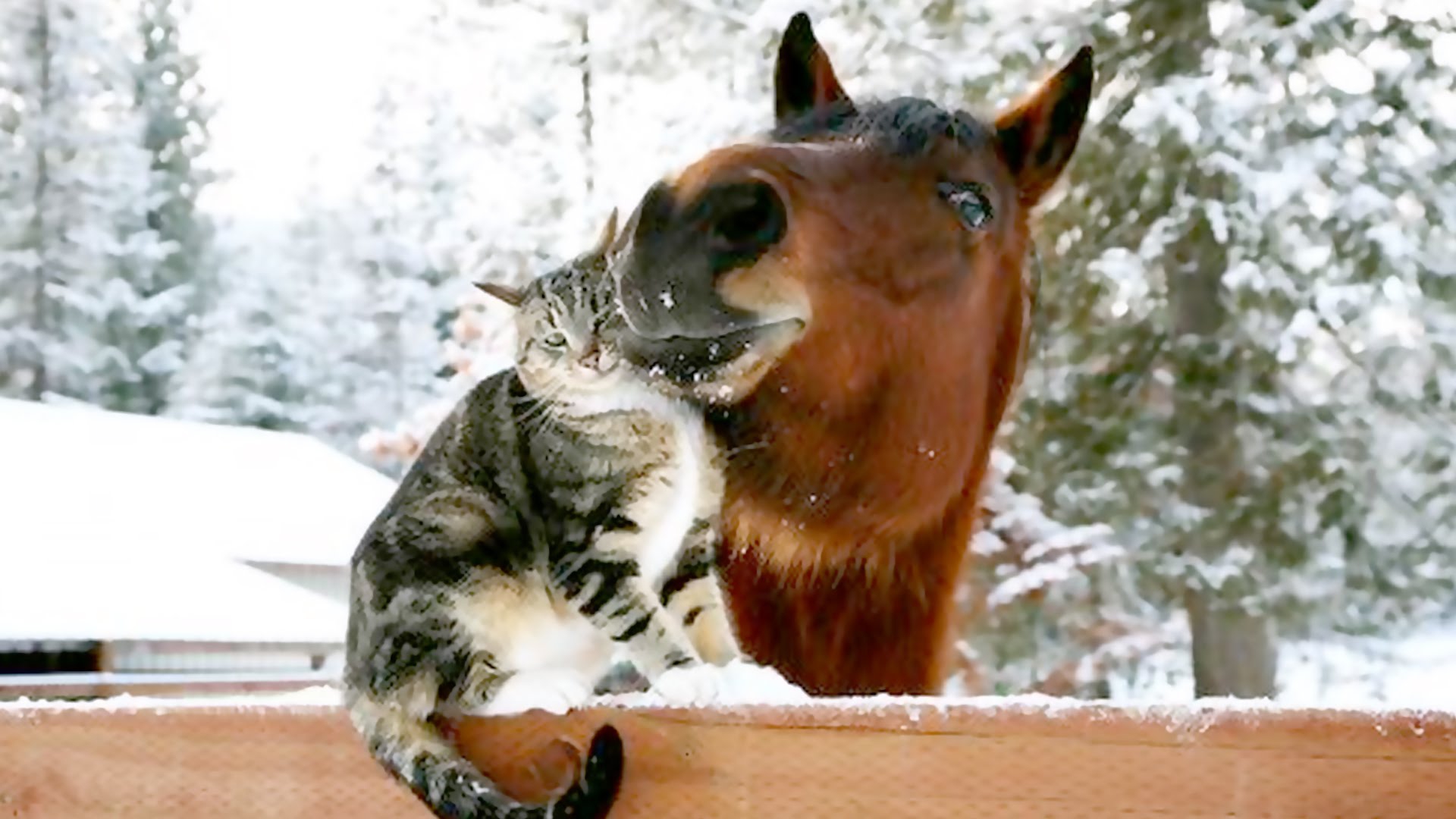 Лошадь и кошка. Лошадь и собака. Лошадь и собака зима. Лошади и собаки лучшие друзья.
