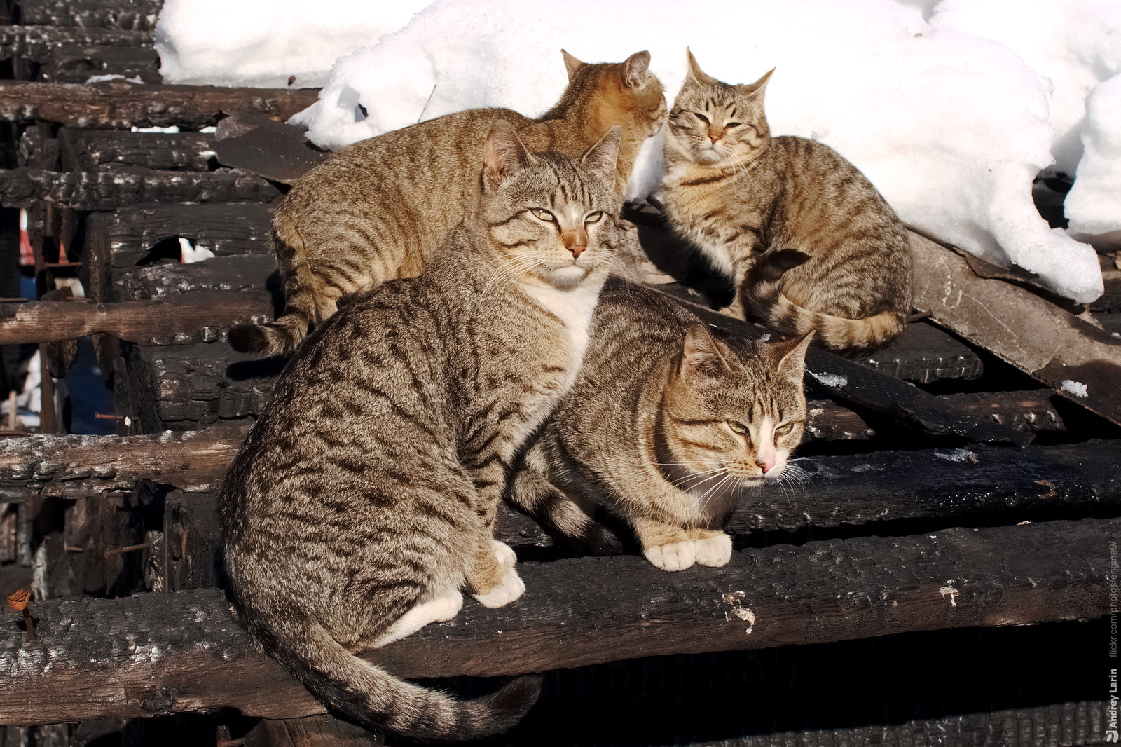 Кот греется на солнце фото