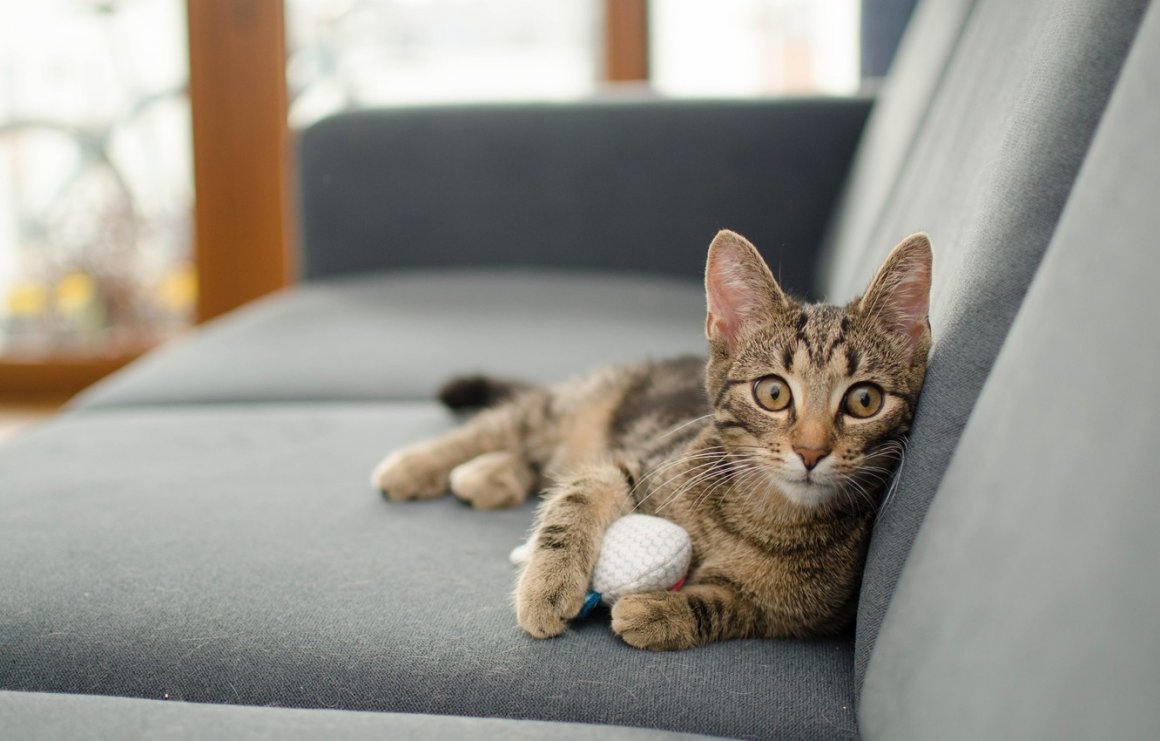 Картинка котик на диване