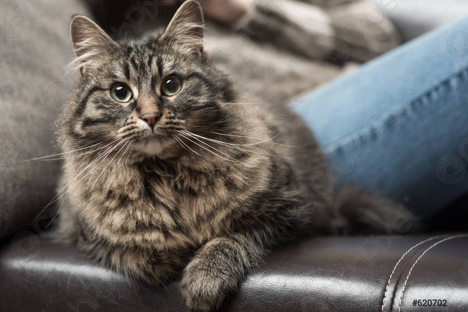 Царапины от кошки на диване