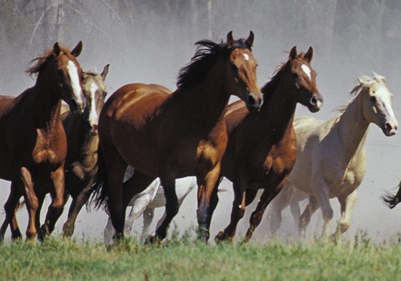 Horse group. Табун лошадей. Стадо лошадей. Пять лошадей. Бегущий табун лошадей.