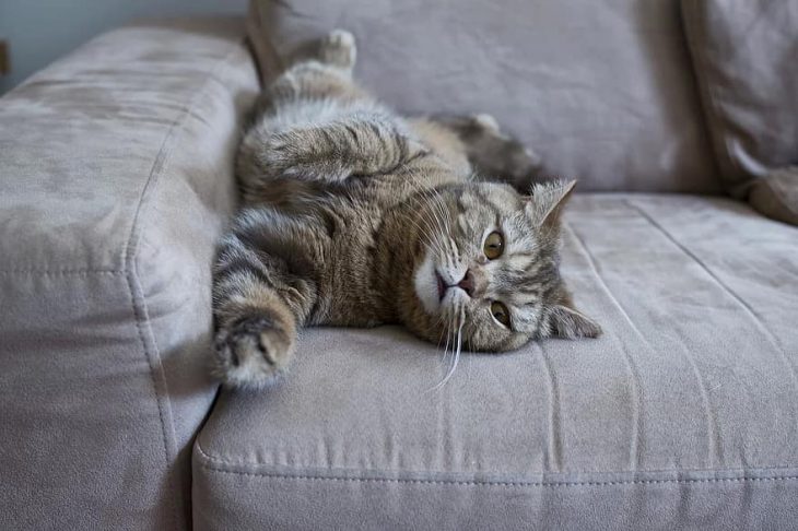 Кот отдыхает на диване
