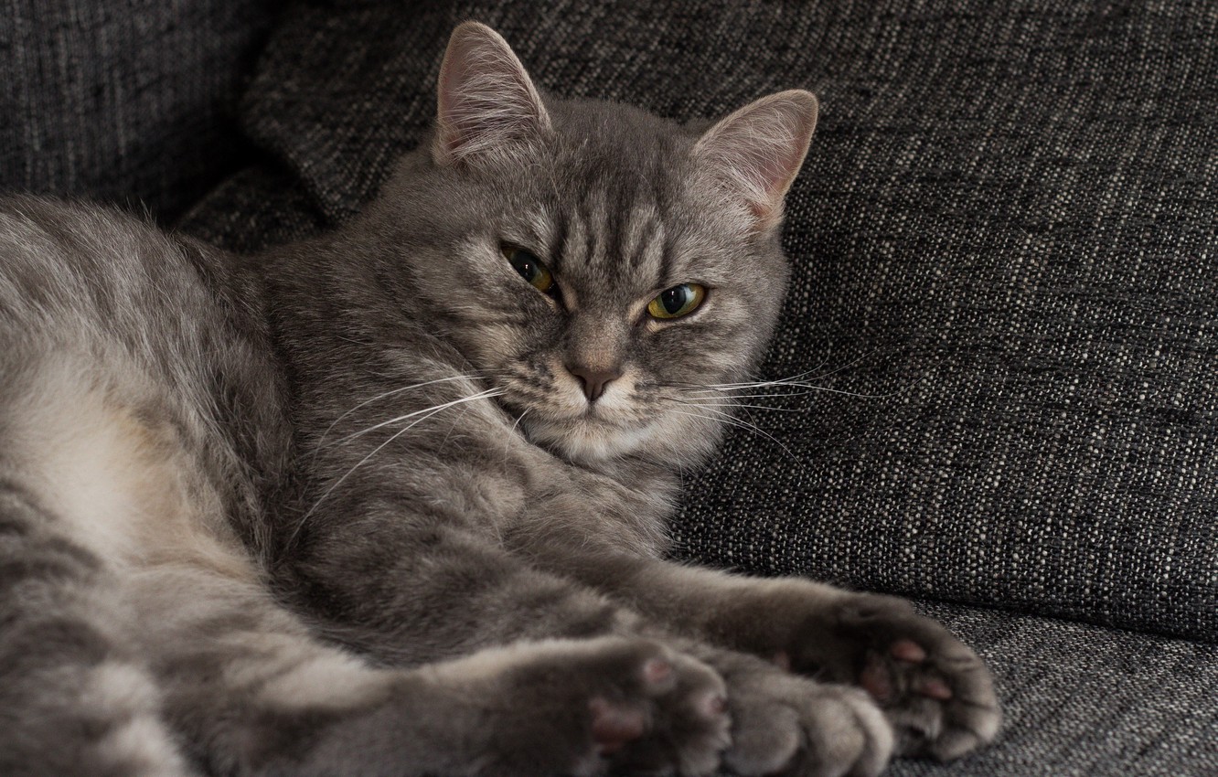 Картинка котик на диване