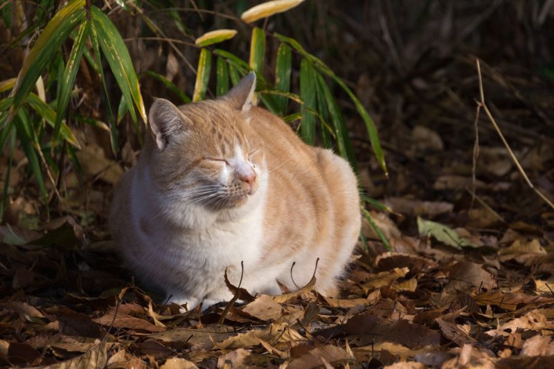 Кот на солнышке фото