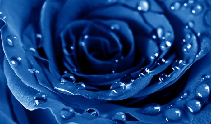 Синие розы на темном фоне