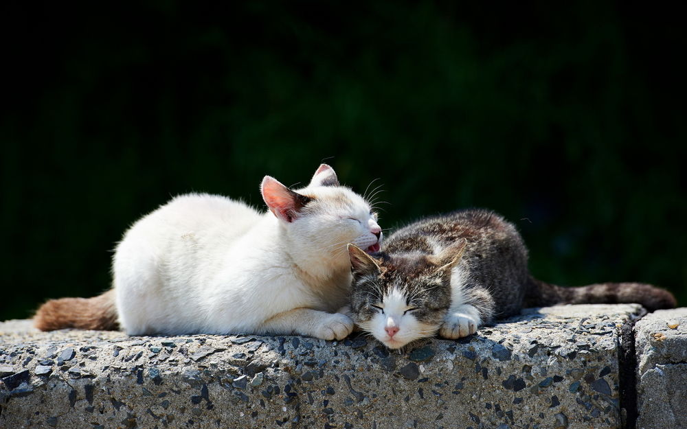 Котик и солнце фото