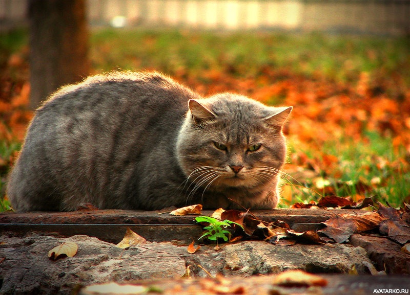 Котик и солнце фото