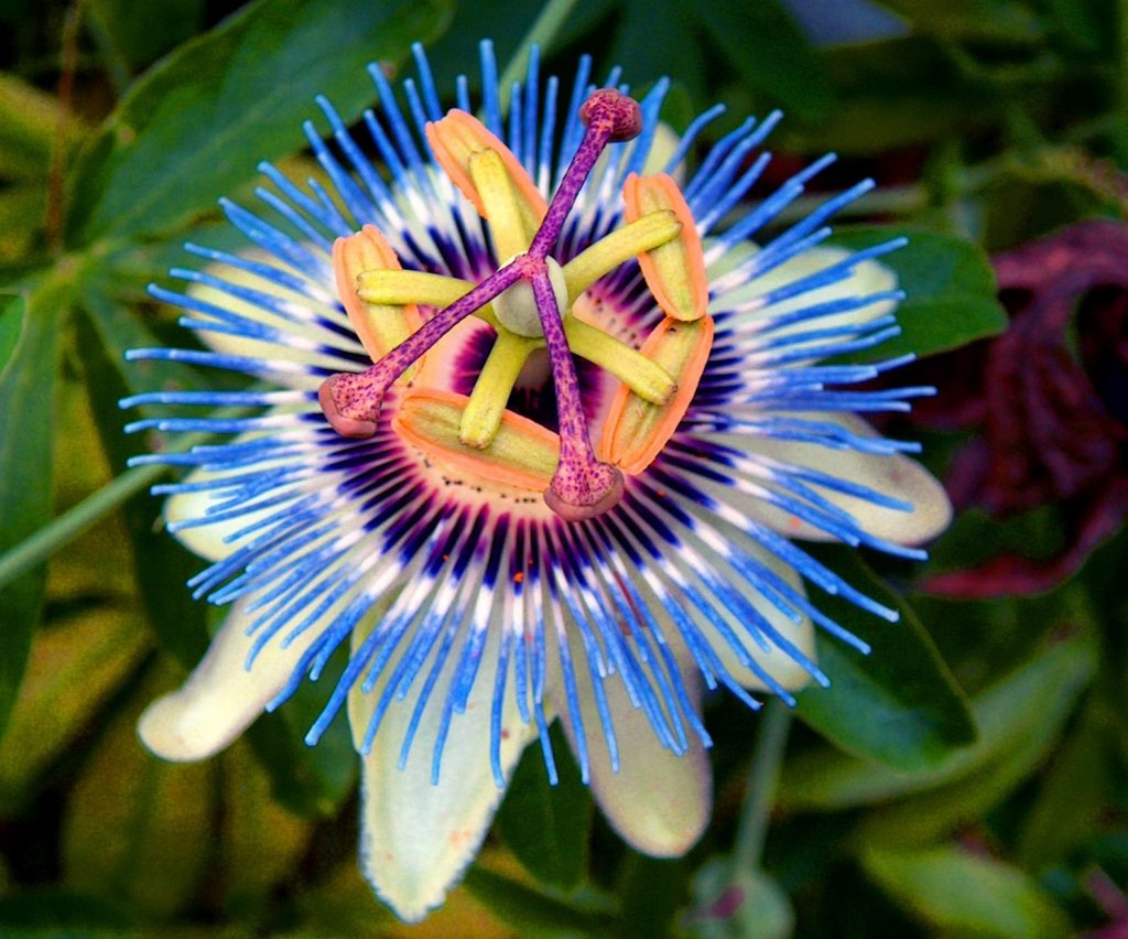 Самый редкий и самый красивый цветок в мире фото