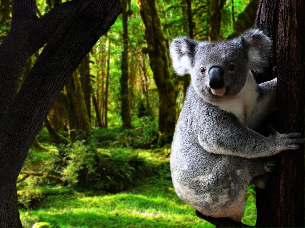 Фотография коалы. Животные Австралии коала. Мишка коала. Коала сумчатое. Коала Медвежонок сумчатое животное.