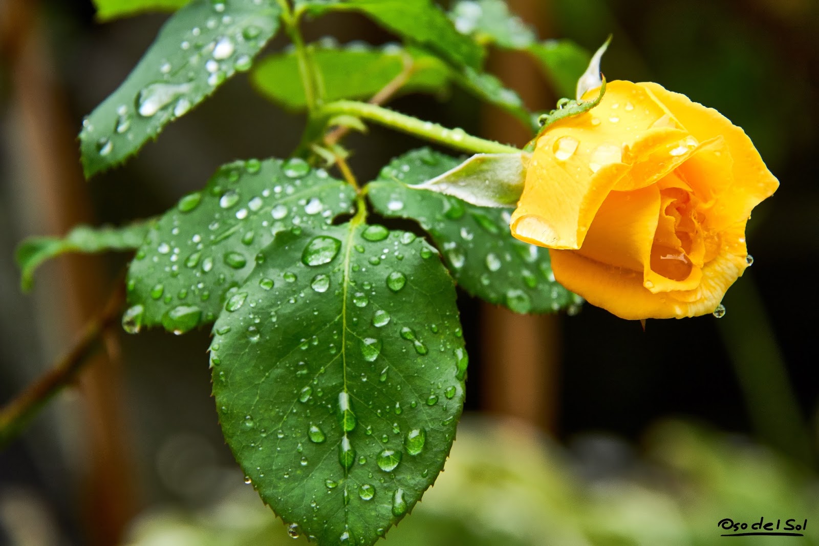 Фото розы под дождем