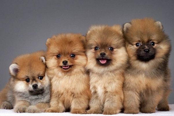 Самые красивые щенки в мире фото