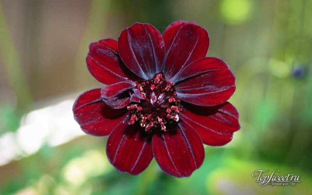 Самый редкий цветок на земле фото