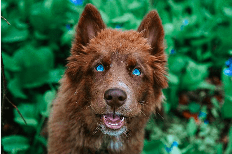 Самые необычные собаки в мире фото