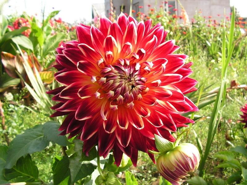 Самый редкий и самый красивый цветок в мире фото