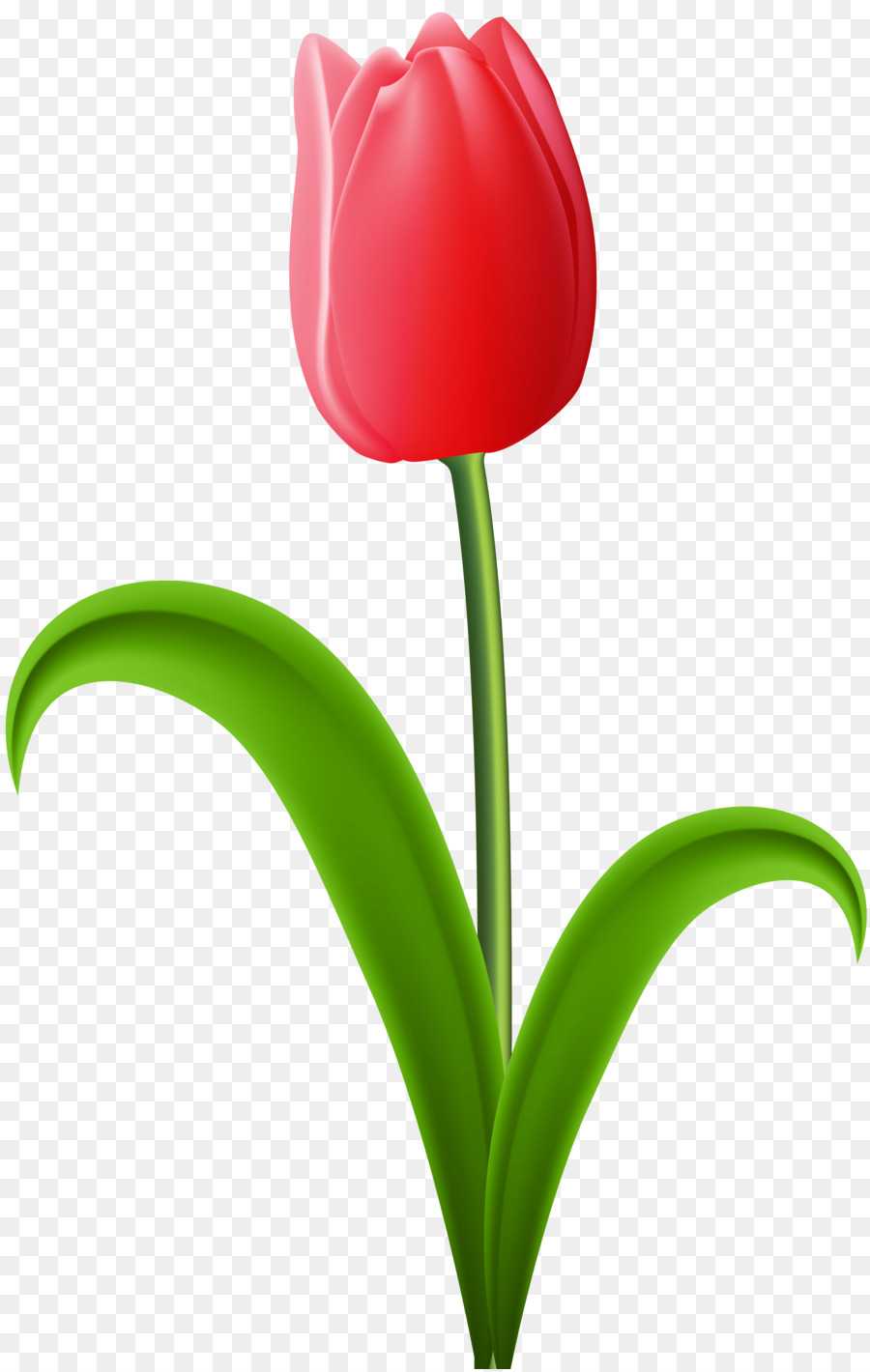 Картинка букет тюльпанов на прозрачном фоне