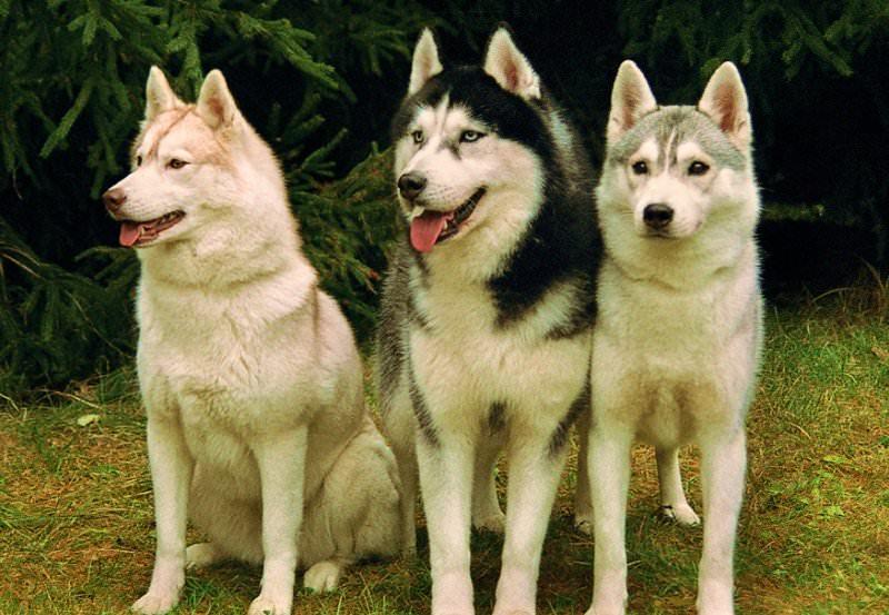 Картинки самых красивых собак в мире