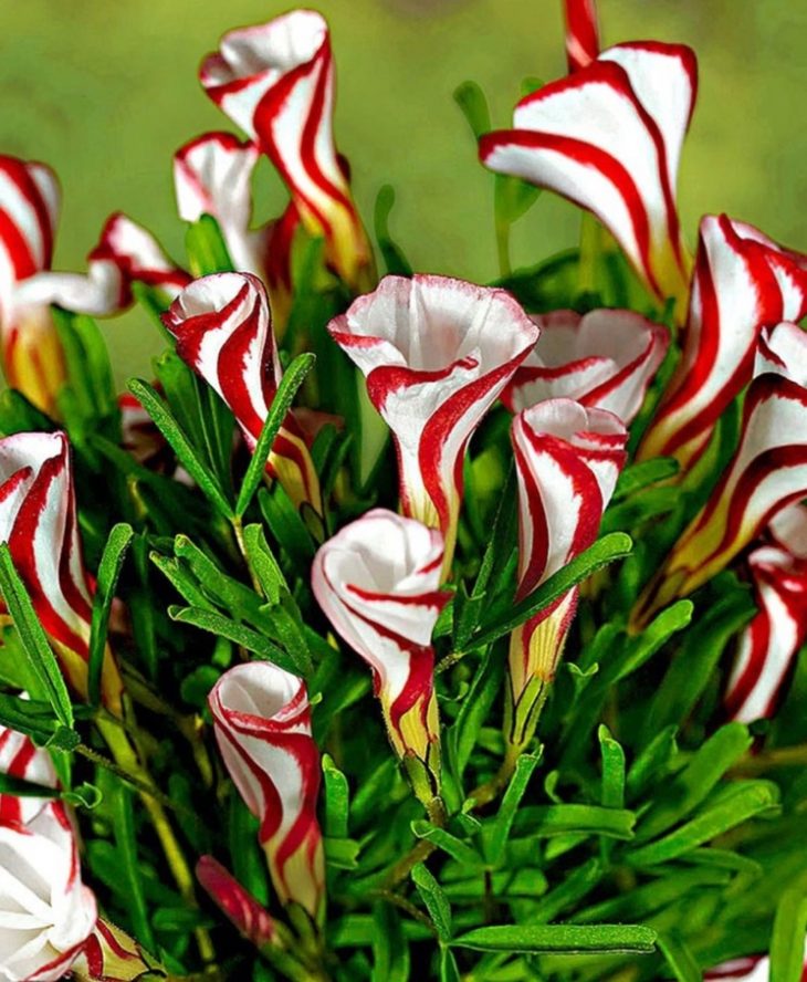 Самые красивые цветы в мире фото розы белые