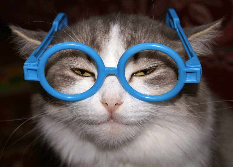 Ученый кот в очках картинки