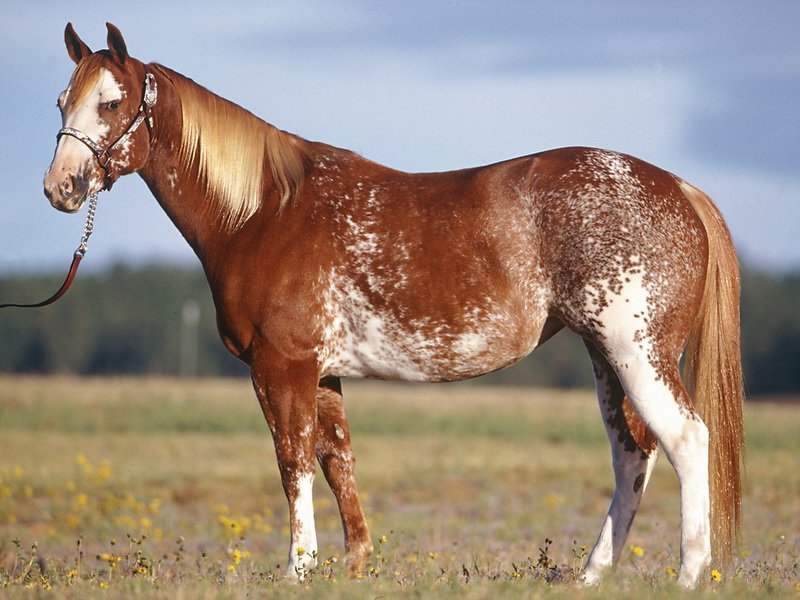 Самые красивые лошади в мире фото настоящие