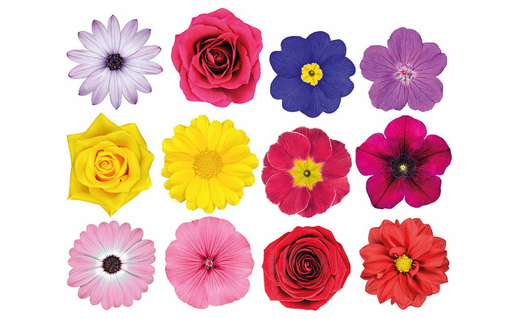 Цветы картинки шаблоны для вырезания цветные