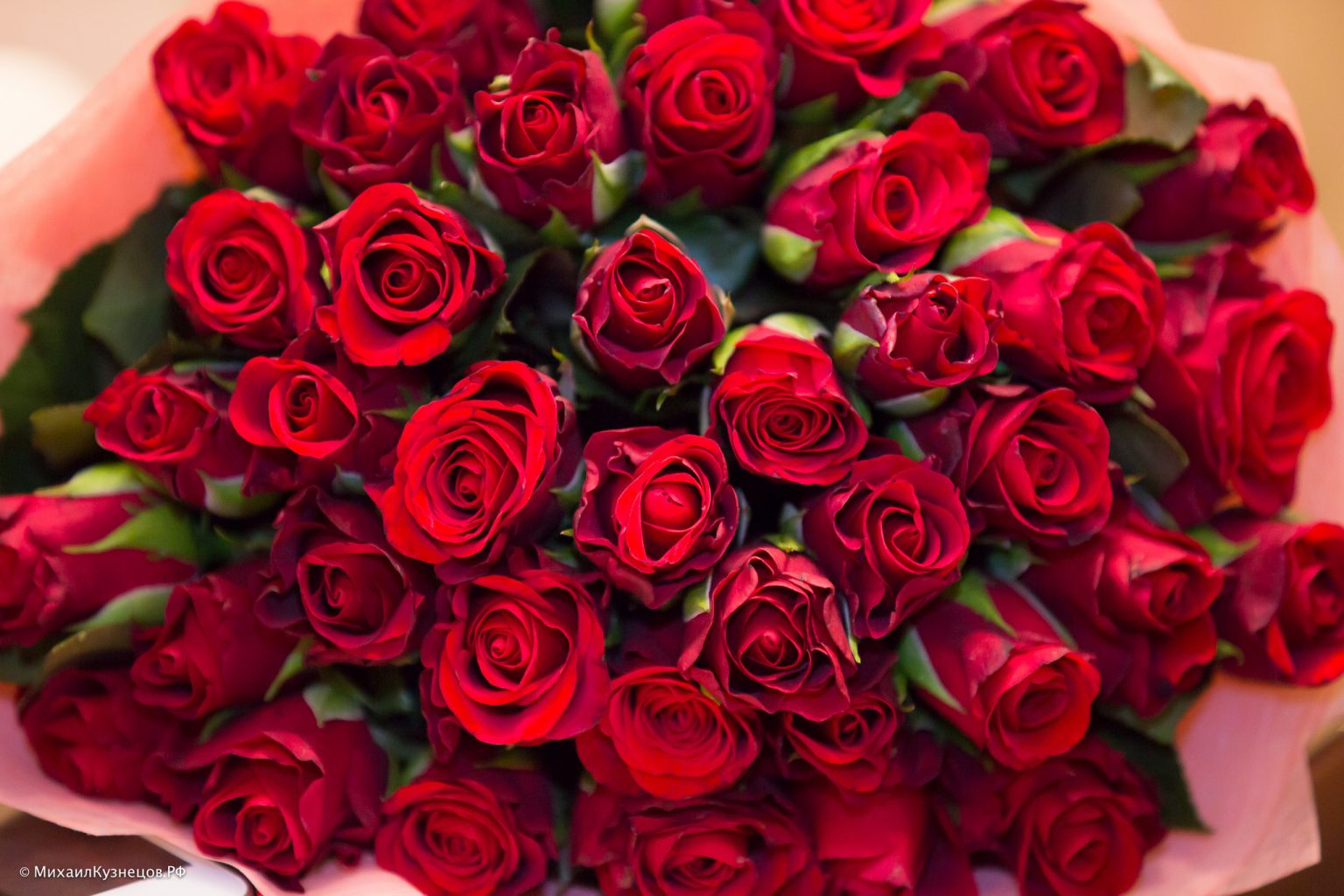 Бордовый цвет розы фото
