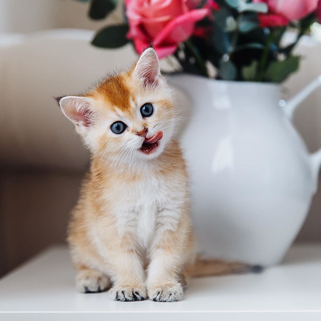 Самые красивые котики в мире фото