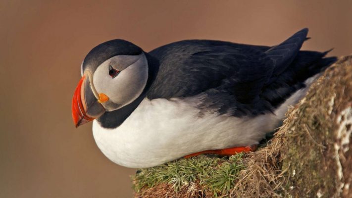 Самые красивые птицы в мире (100 фото) 🔥 Прикольные картинки и юмор