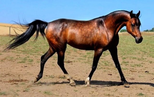 Рассмотрите фотографию лошади породы миссурийский фокстроттер огэ
