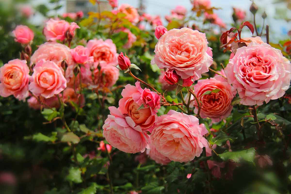 Пышное цветение роз