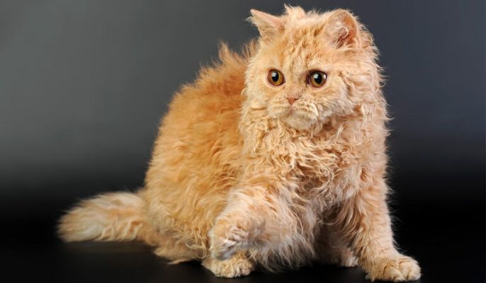 сноу шу кошка черная