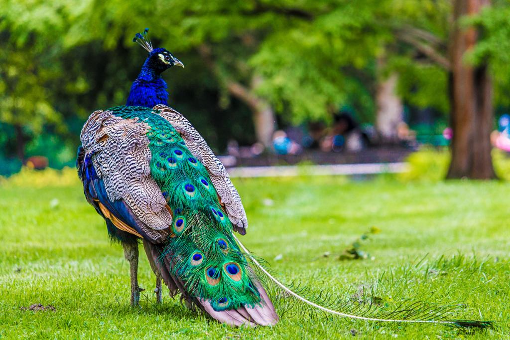 Самые красивые птицы в мире (100 фото) 🔥 Прикольные картинки и юмор