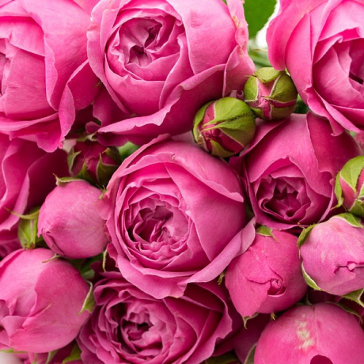 Картинки красивые на телефон на заставку цветы розы