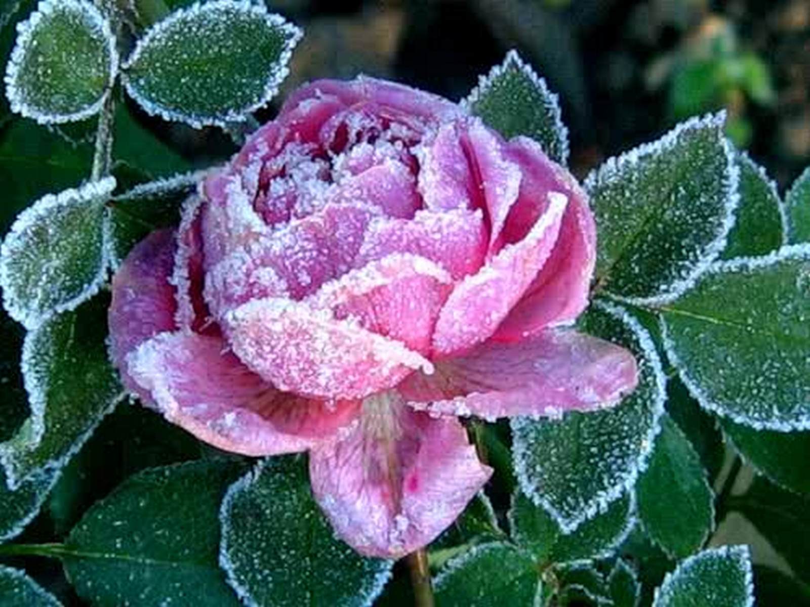 Самые красивые цветы розы в мире (100 фото) 🔥 Прикольные картинки и юмор