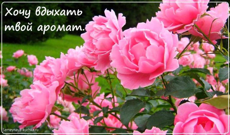 Самые красивые открытки с цветами (100 фото) 🔥 BipBap.ru