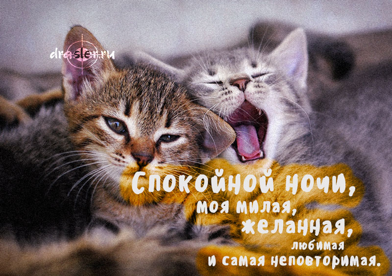 Спокойной ночи любимая моя единственная. Любимый котик. Спокойной ночи милая. Спокойной ночи моя нежная. Доброй ночи милая.