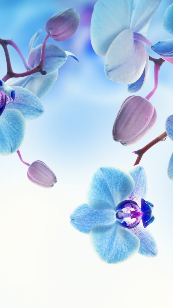 Заставки на телефон красивые цветы