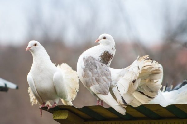 Фото голубя на заставку