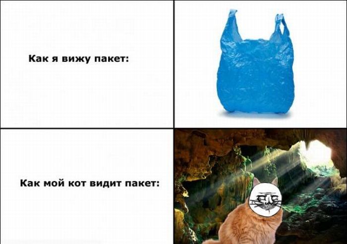 Прикольные мемы про котиков (ФОТО)