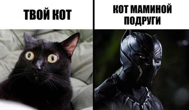 Прикольні меми про котиків (ФОТО)