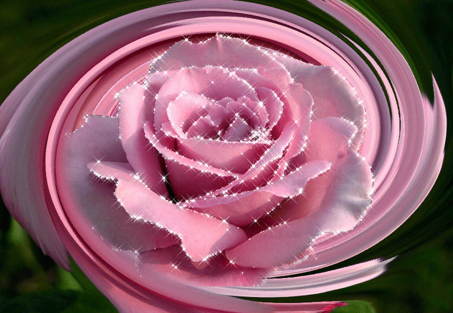 Красивая розы гиф. Переливающиеся цветы. Самые красивые цветы. Блестящий цветок. Блестящие цветы.
