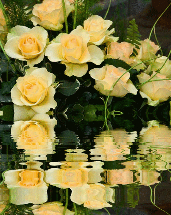Анимационные цветы. Красивые анимированные цветы. Отражение розы в воде. Живые розы на воде.