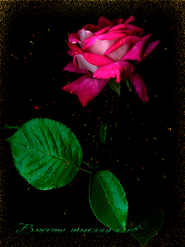 Гифы цветы. Красивые цветы гиф. Анимационные живые цветы. Красивые гифки с цветами. Красивая роза гиф.