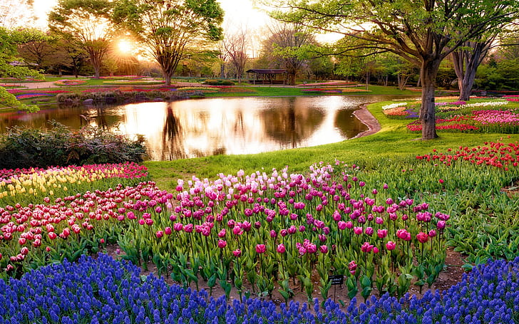 japan tokyo morning scenery in the park sunrise pond trees flowers wallpaper preview